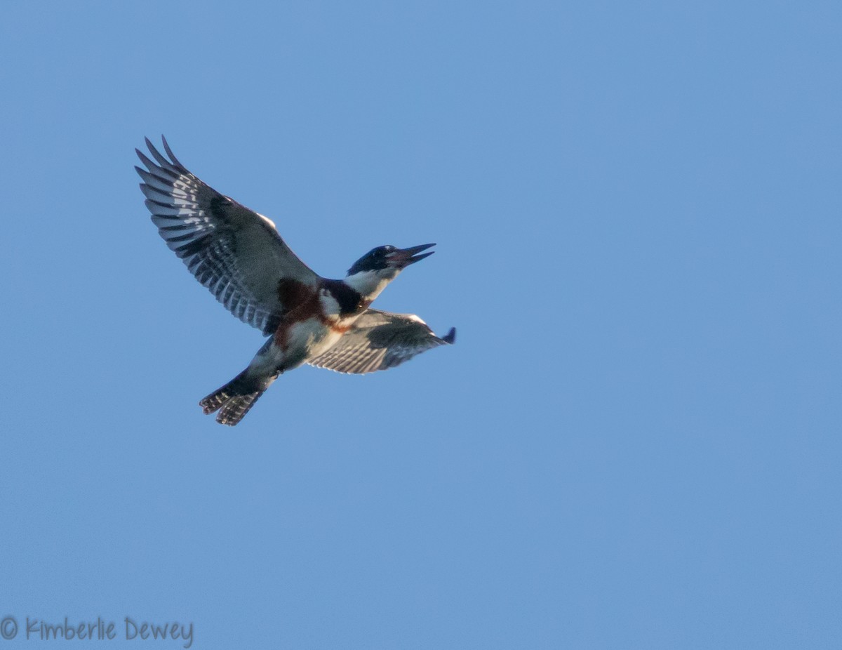 Belted Kingfisher - ML112359511