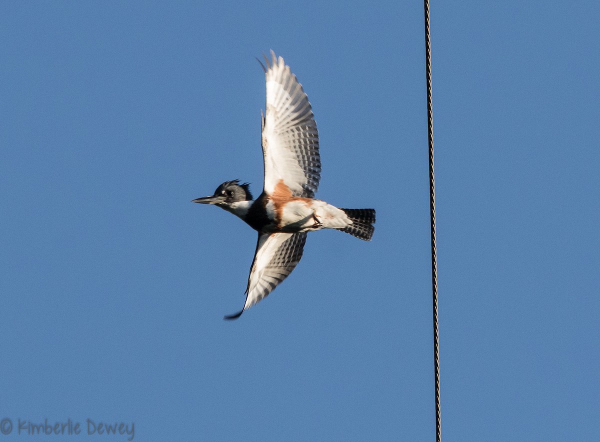 Belted Kingfisher - ML112359521