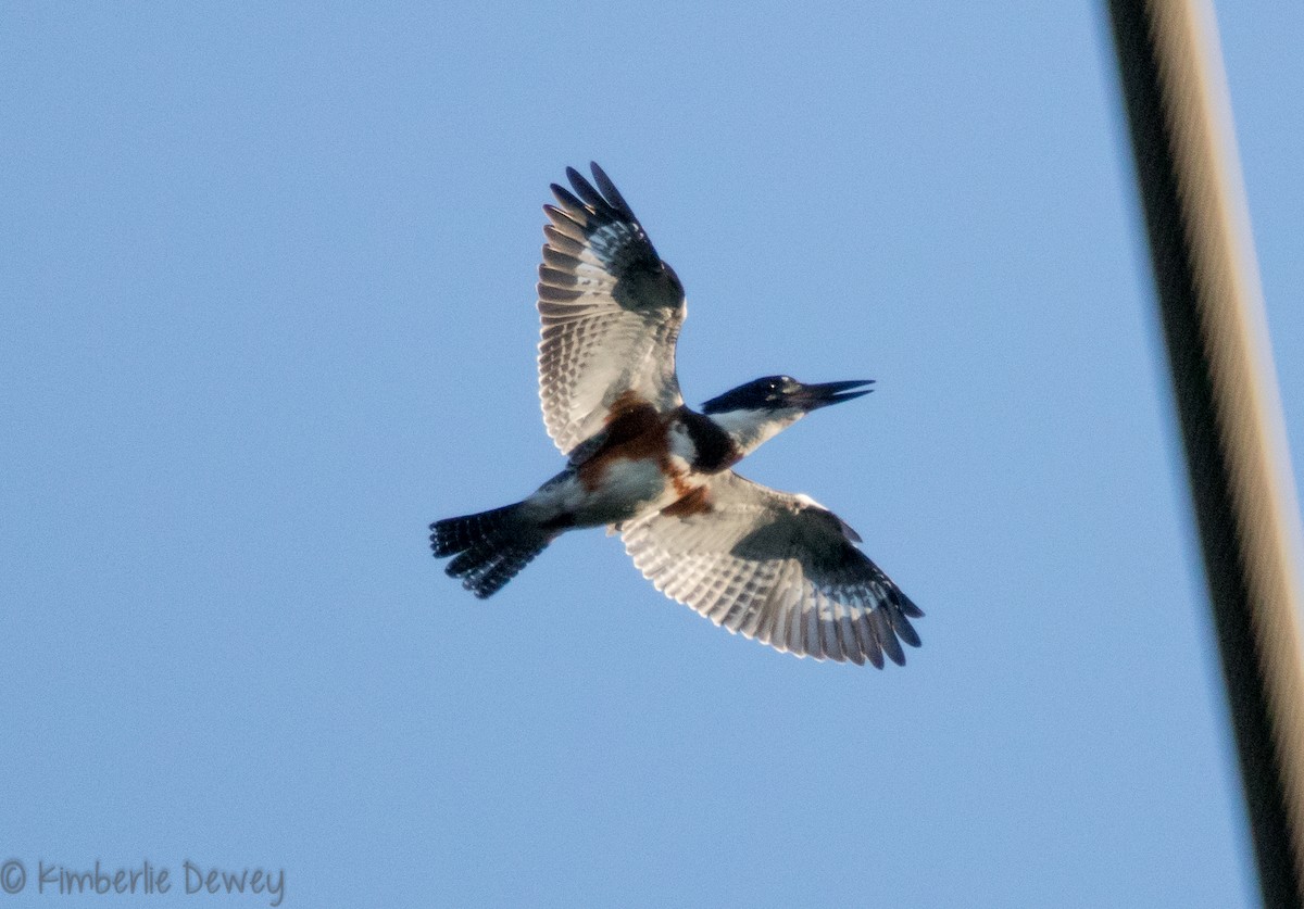 Belted Kingfisher - ML112359551