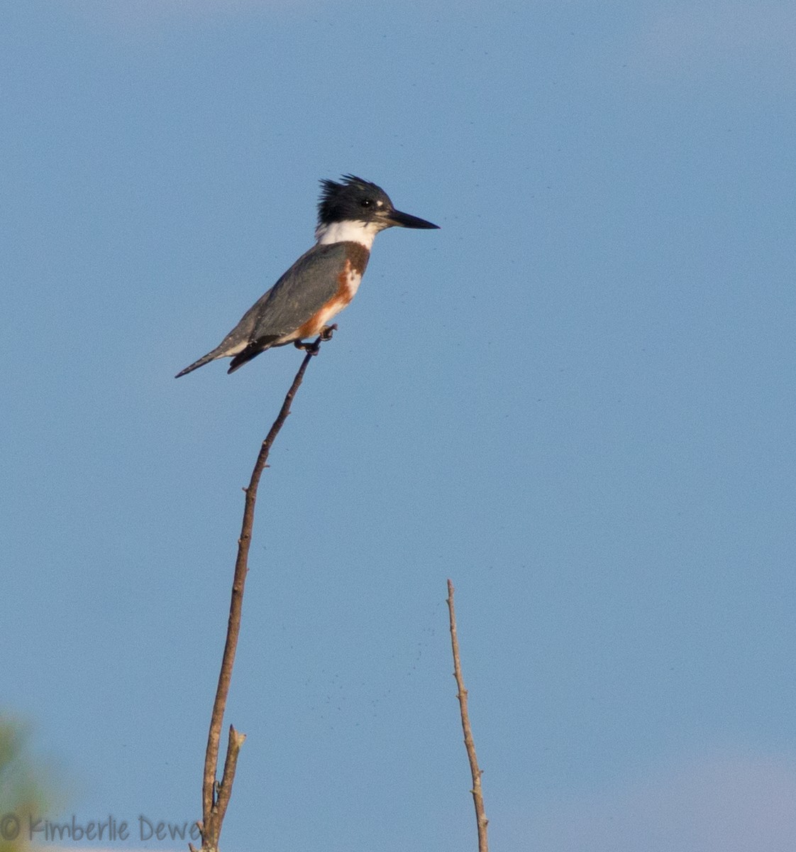 Belted Kingfisher - ML112359571