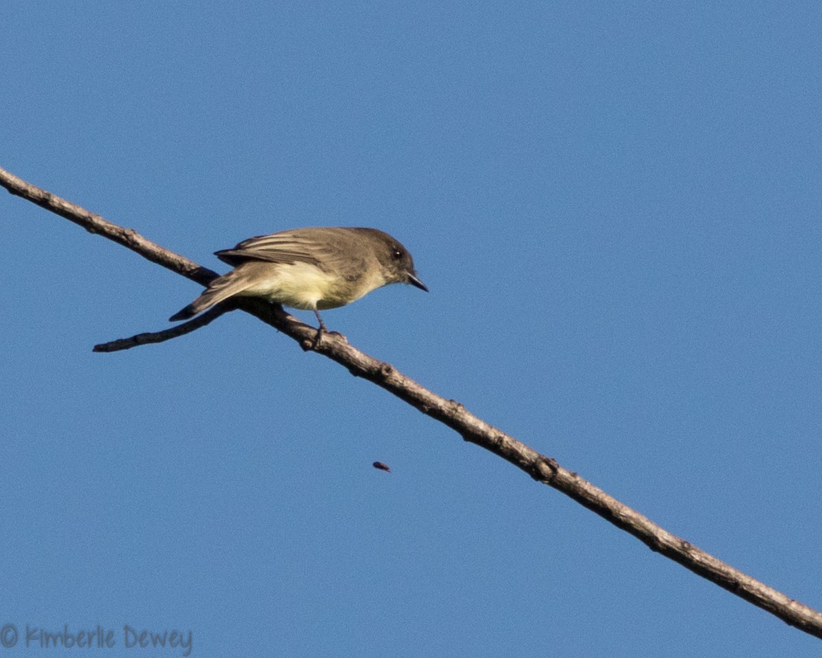 Eastern Phoebe - ML112359641