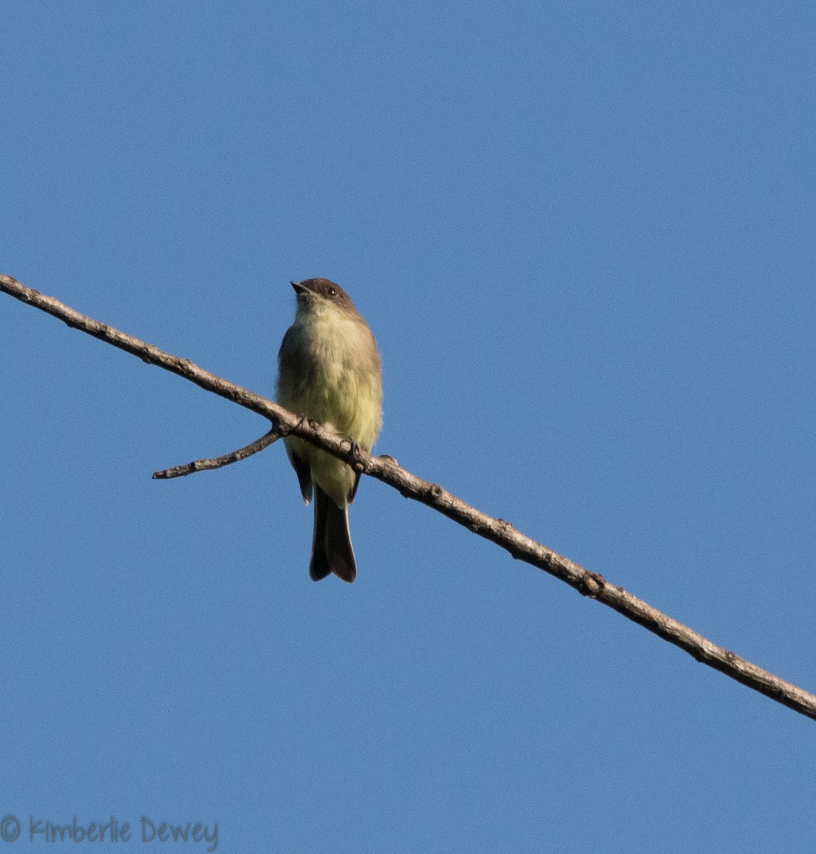 Eastern Phoebe - ML112359651