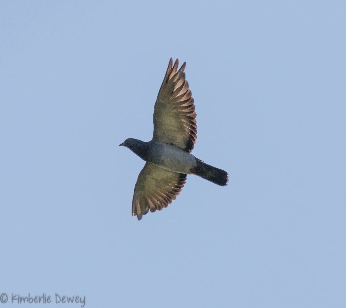 Rock Pigeon (Feral Pigeon) - ML112359661