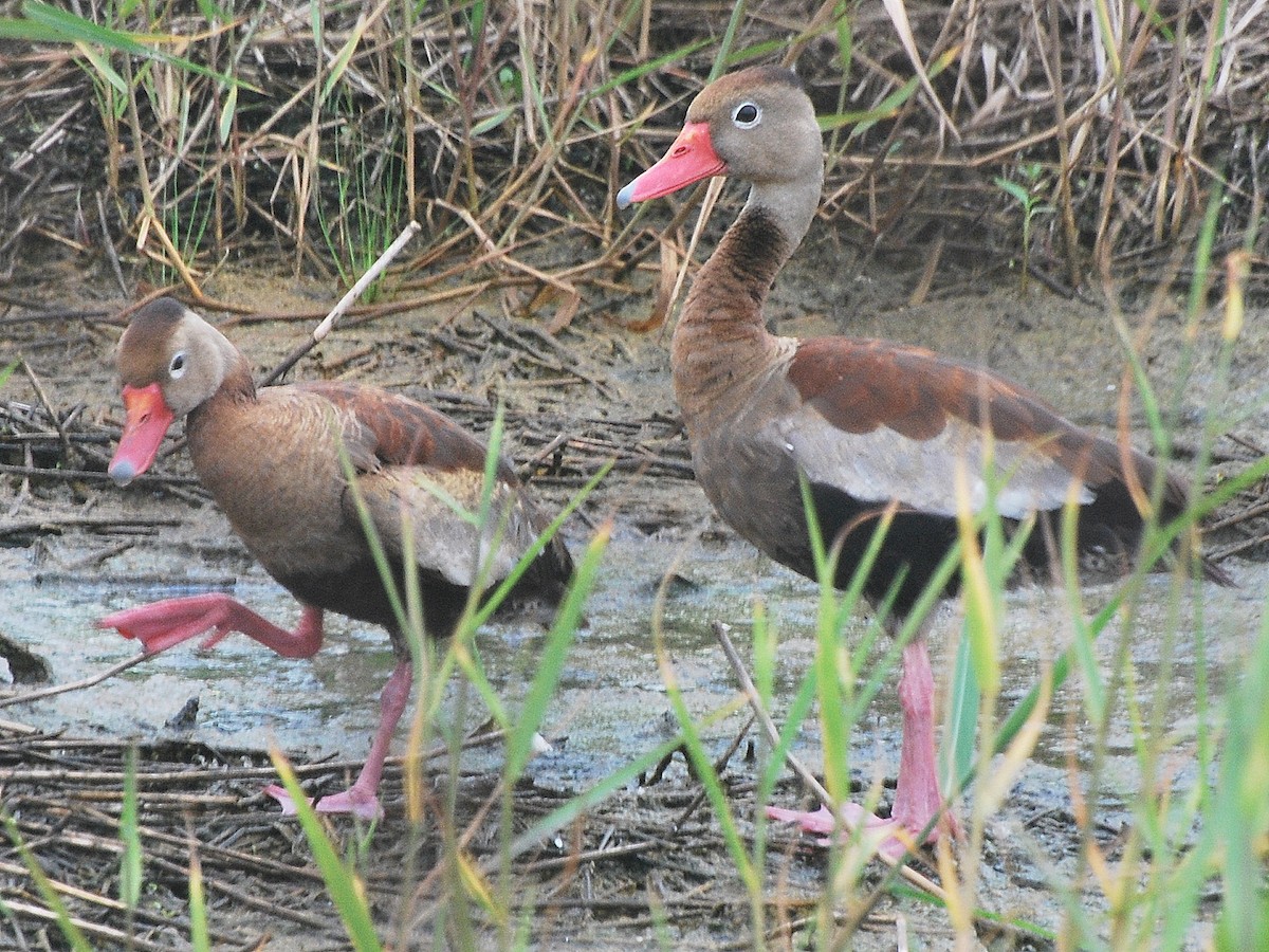 Black-bellied Whistling-Duck - Jan Cubilla