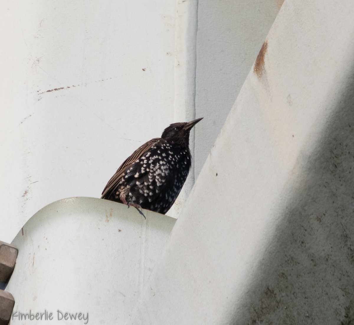 European Starling - ML112359721