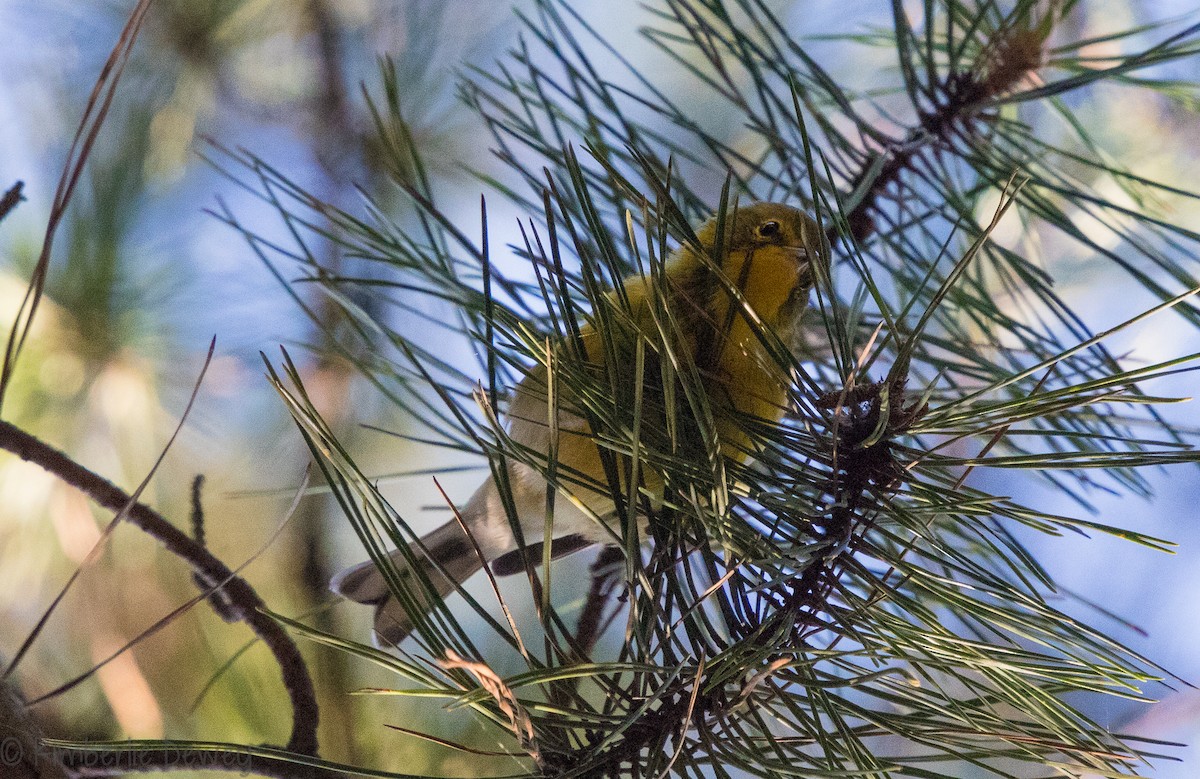 Pine Warbler - ML112359771