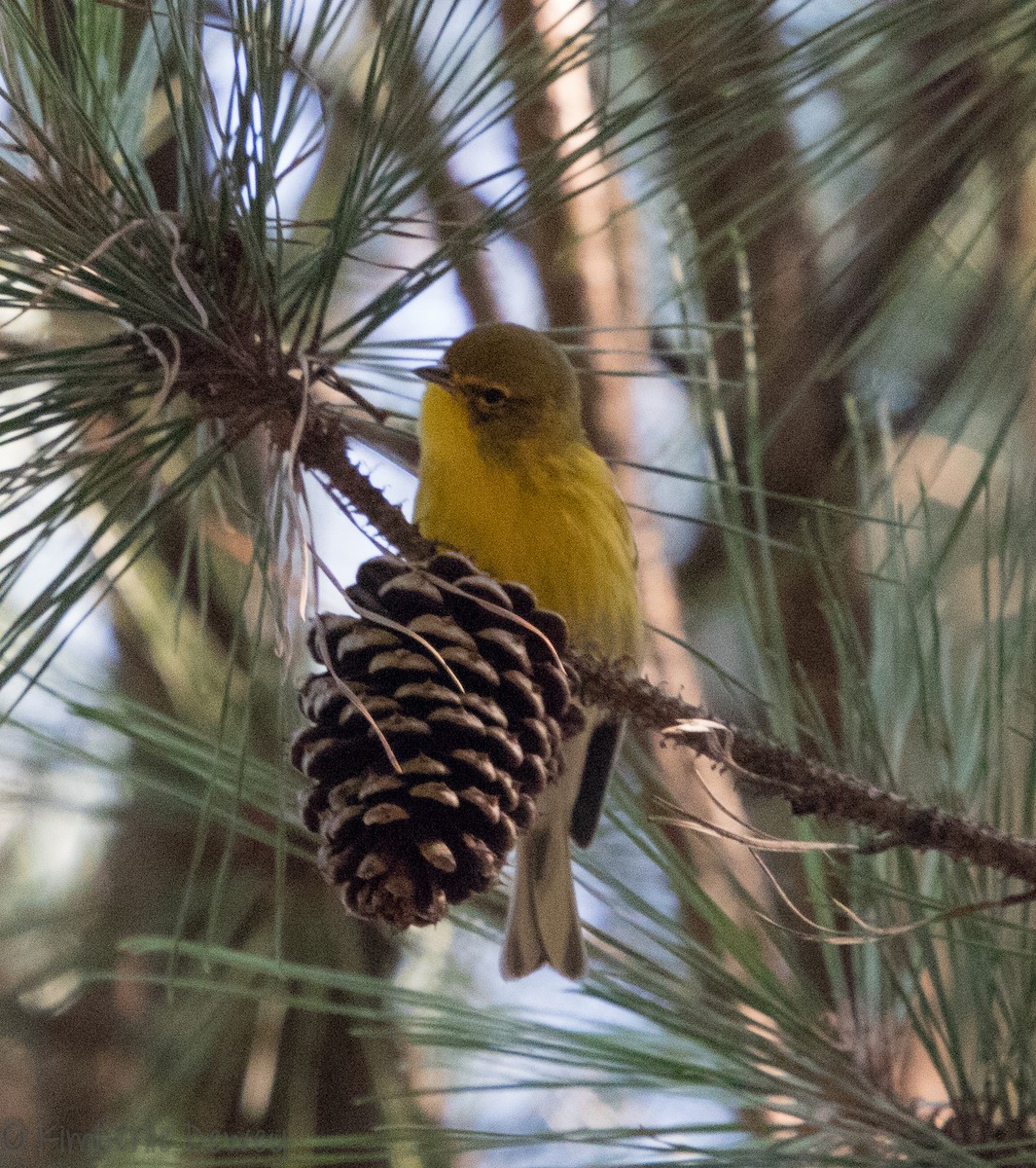 Pine Warbler - ML112359781