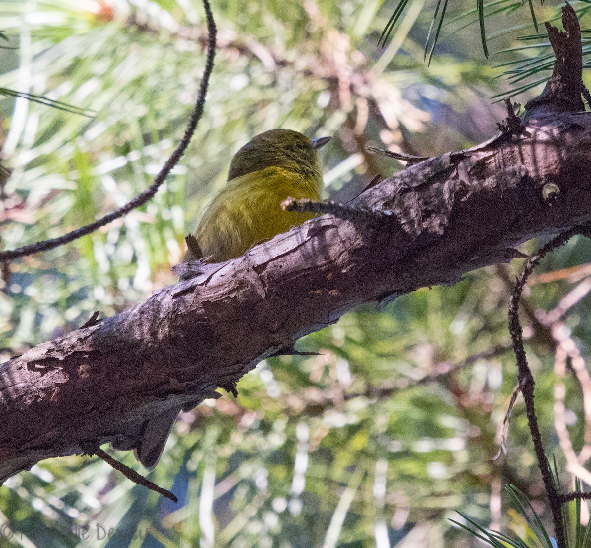 Pine Warbler - ML112359791