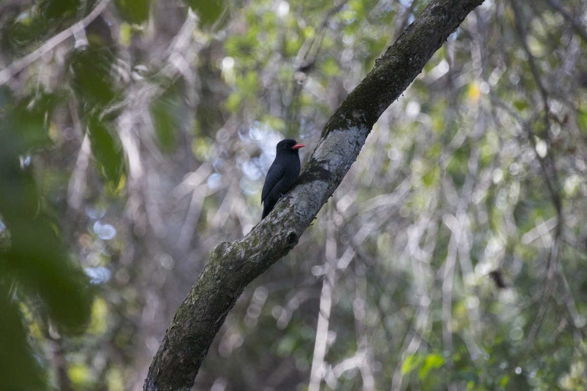 eBird Checklist - 3 Aug 2018 - Trilha do Tatu along Cuiba River - 8 species