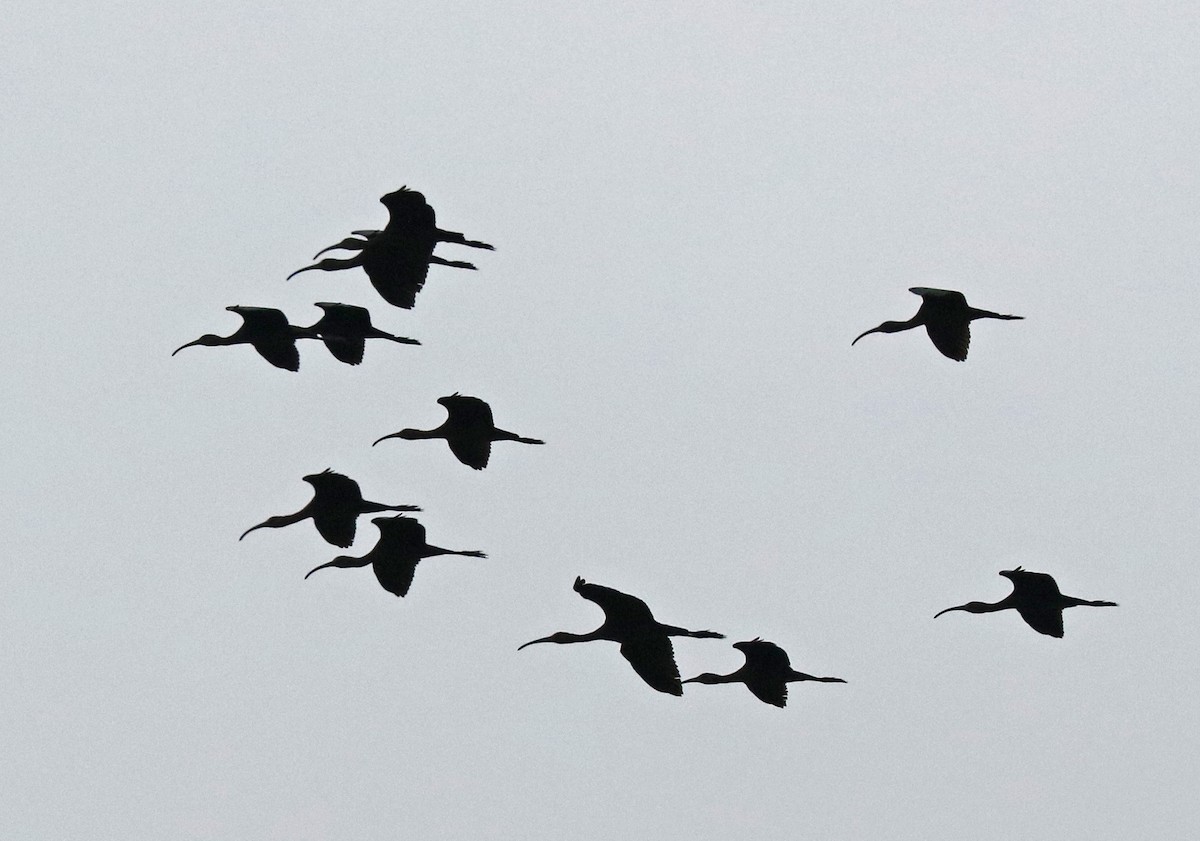 White-faced Ibis - John Bruin