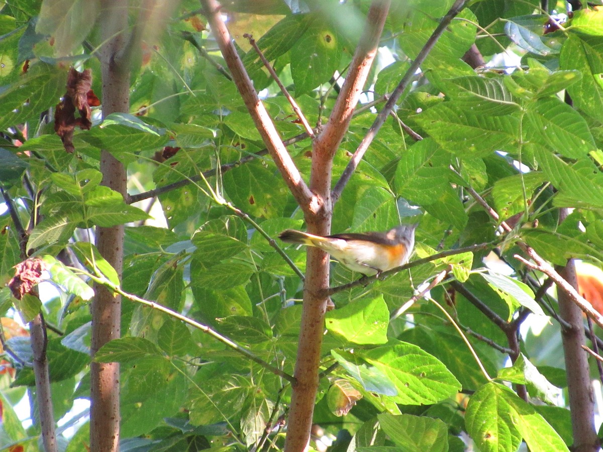 American Redstart - ML112363171