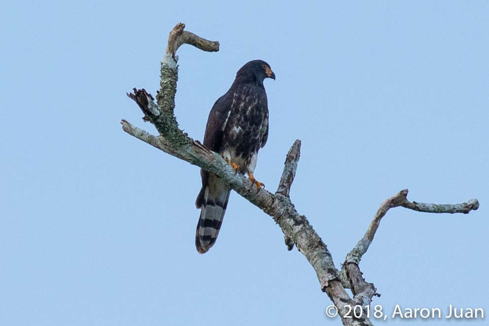 Gray-headed Kite - ML112363341