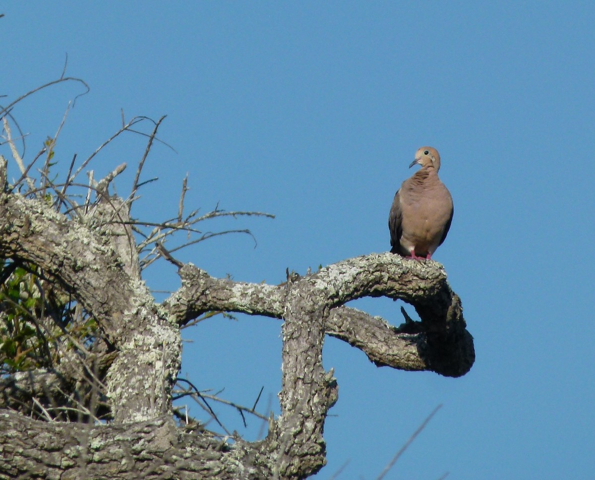 Mourning Dove - ML112363791