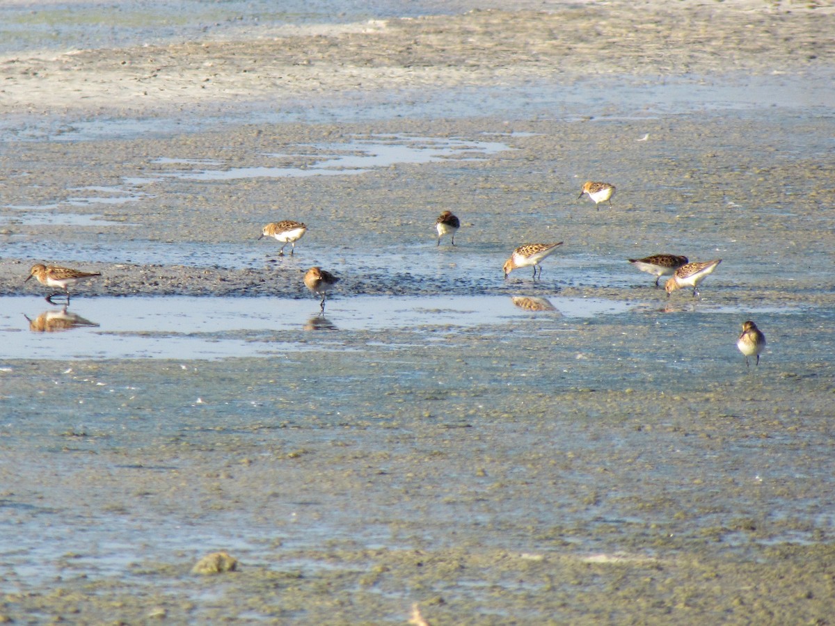 Little Stint - ML112364411