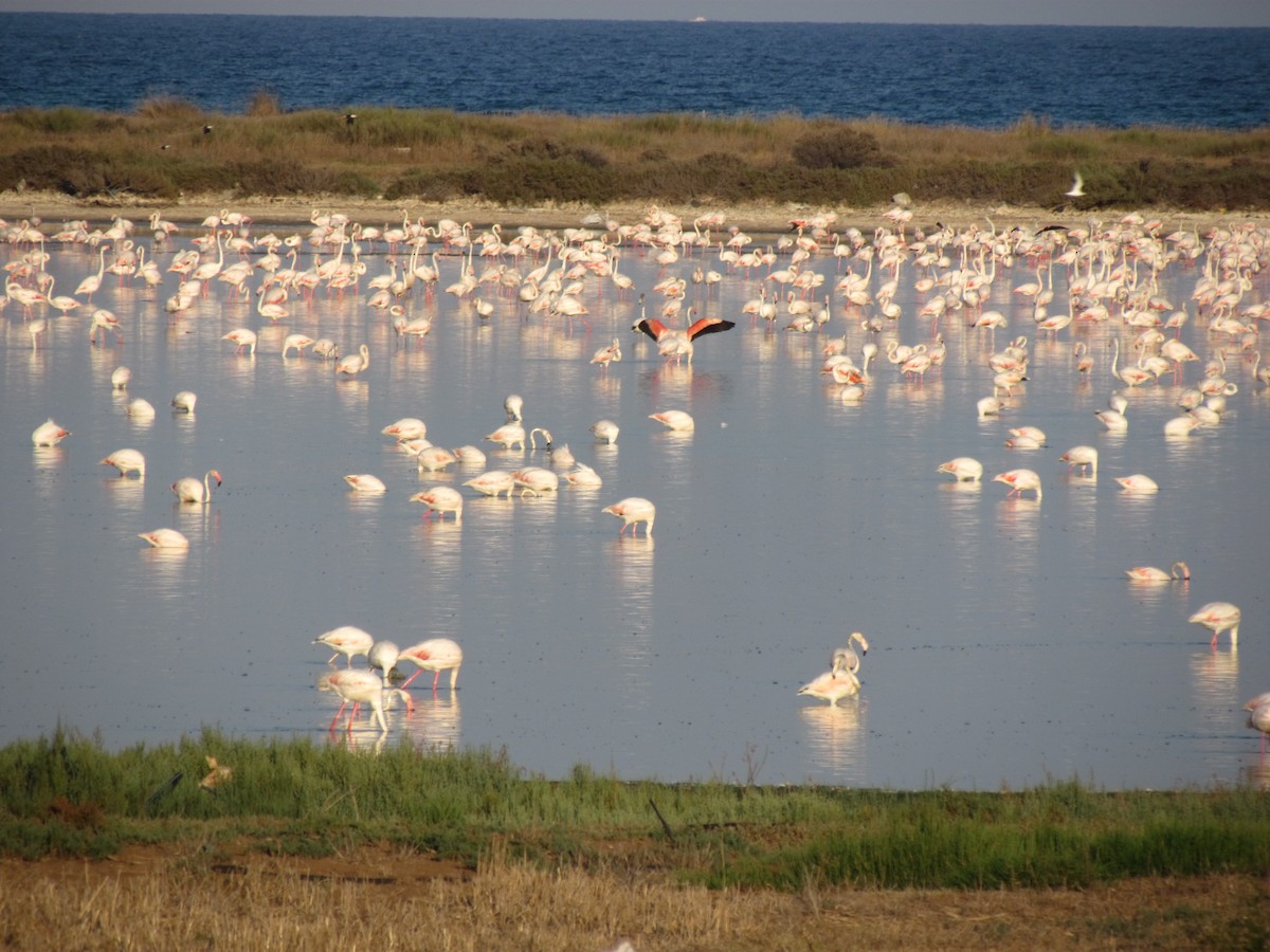 Greater Flamingo - ML112364461