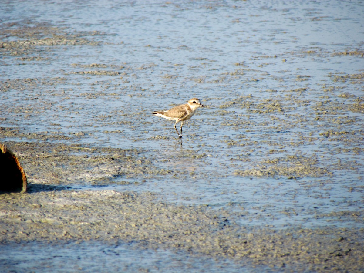 Kentish Plover - ML112364561