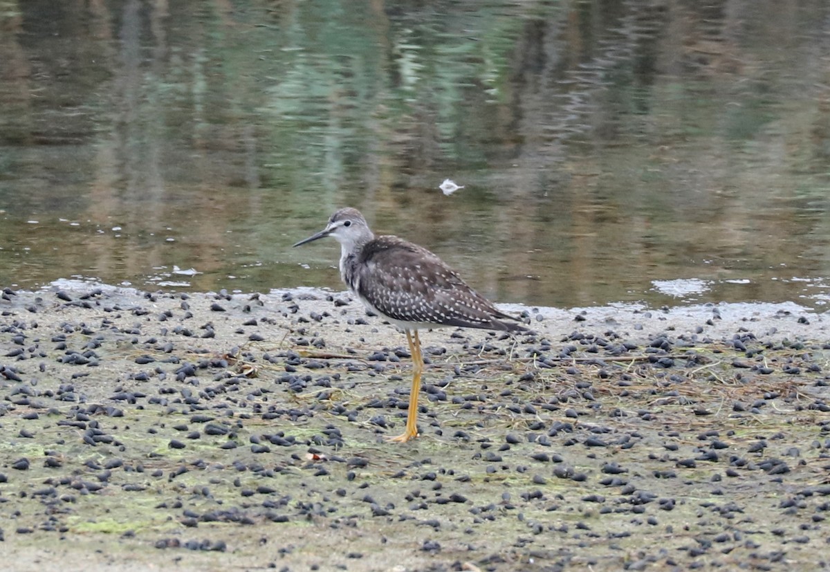 Lesser Yellowlegs - ML112365131