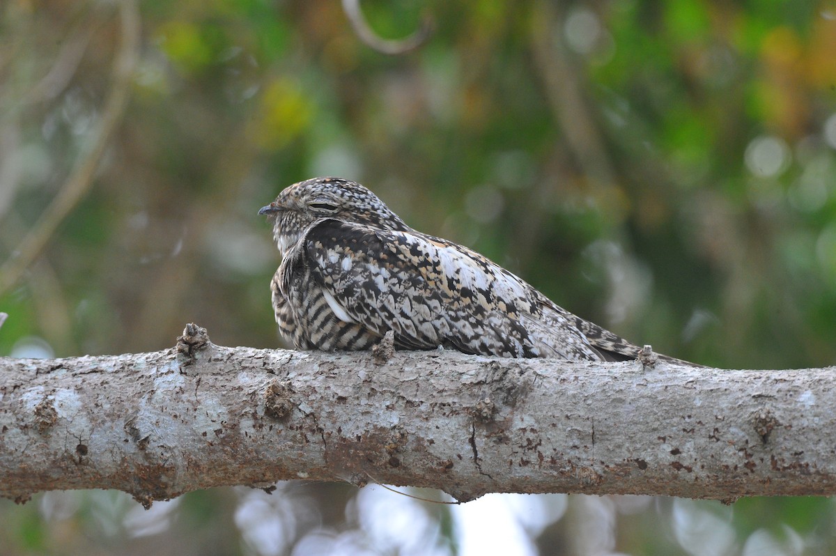 Antillean Nighthawk - ML112367691