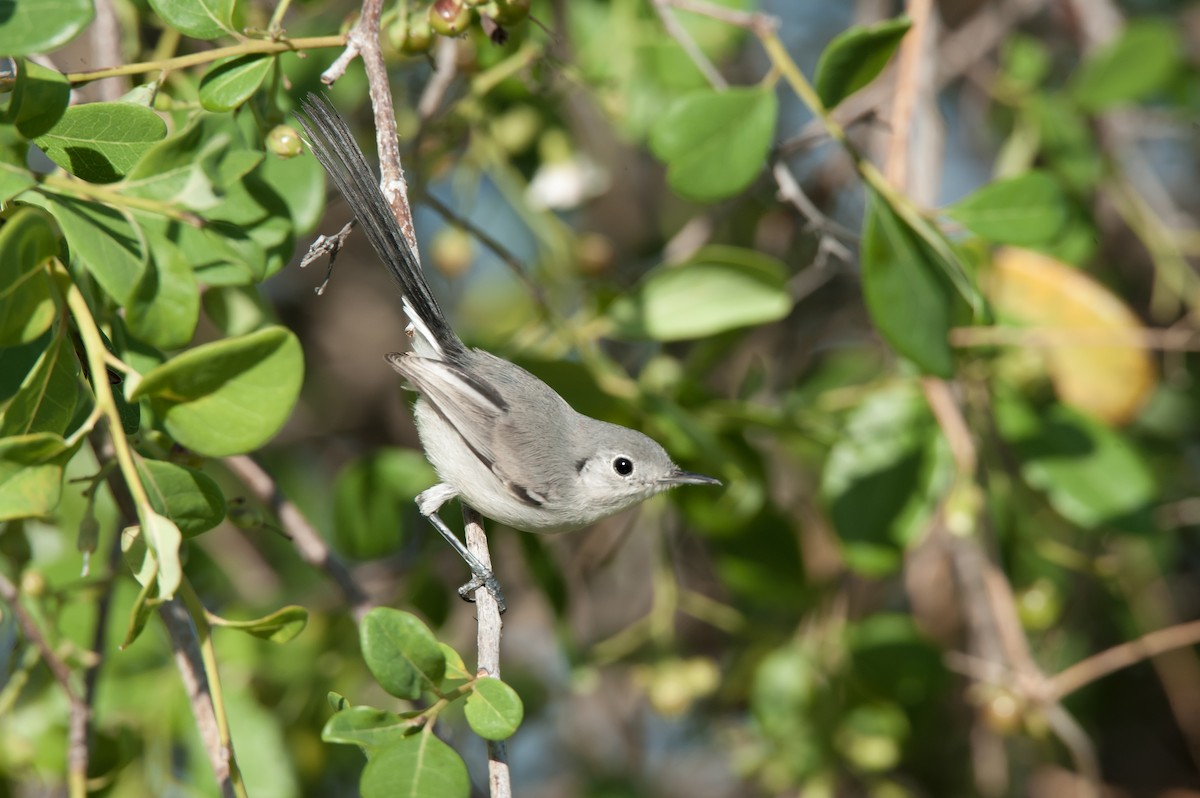 Cuban Gnatcatcher - ML112370131