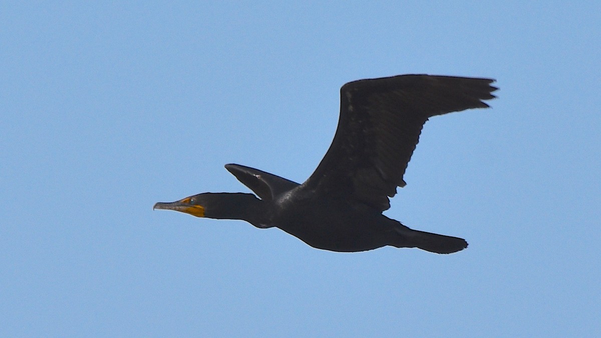 Double-crested Cormorant - Benoit Goyette Nathalie Fortin