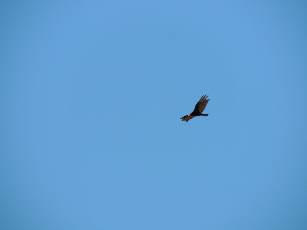 Turkey Vulture - Nicolas Willian Mamani-Cabana