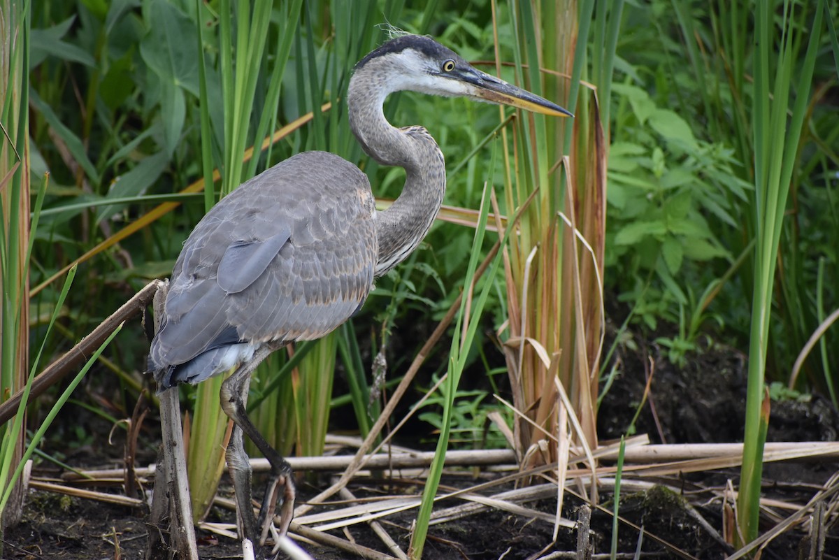 Great Blue Heron - Robert G. Buckert