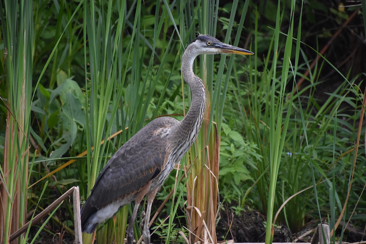 Great Blue Heron - Robert G. Buckert