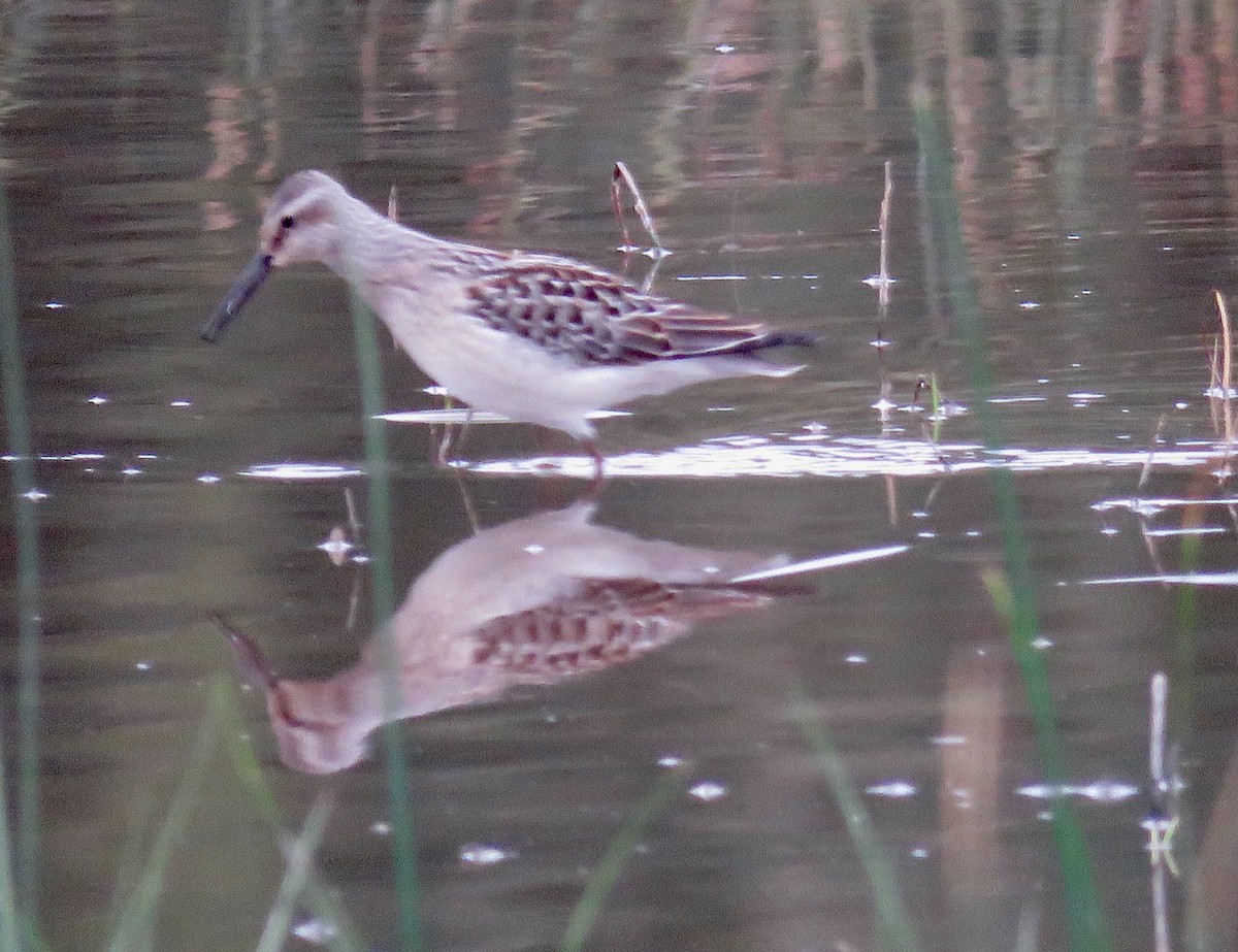 Stilt Sandpiper - ML112376661