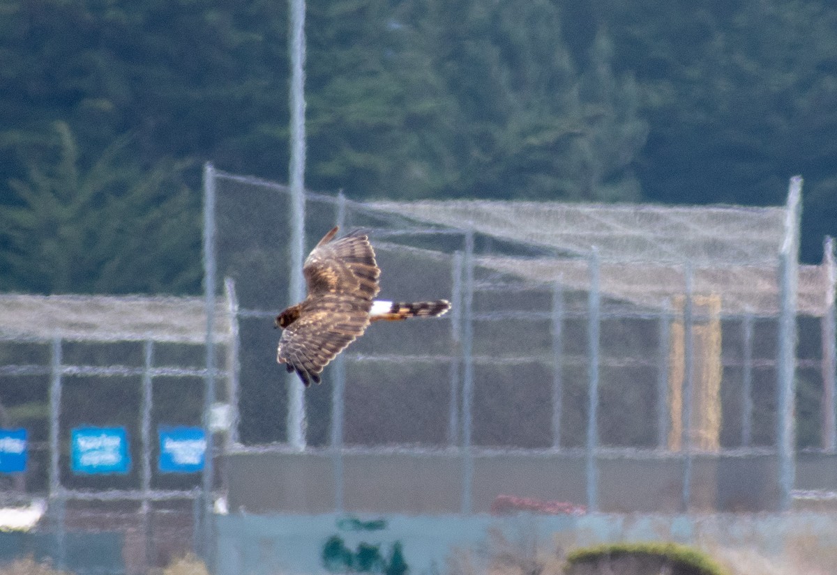 Northern Harrier - Nicole Weger