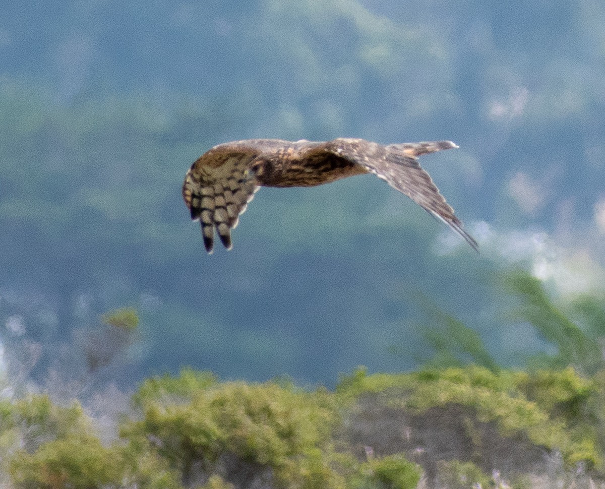 Northern Harrier - ML112378821