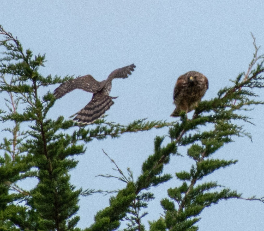 Cooper's Hawk - ML112378881