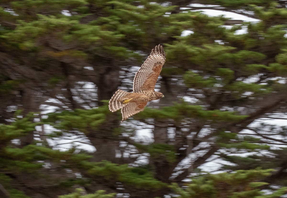 Red-shouldered Hawk - Nicole Weger