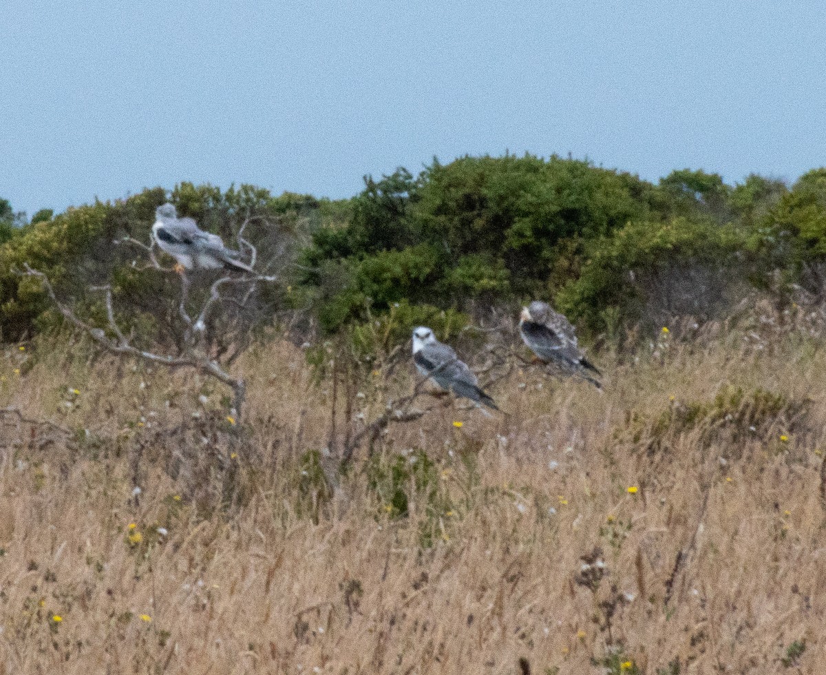 White-tailed Kite - ML112379581