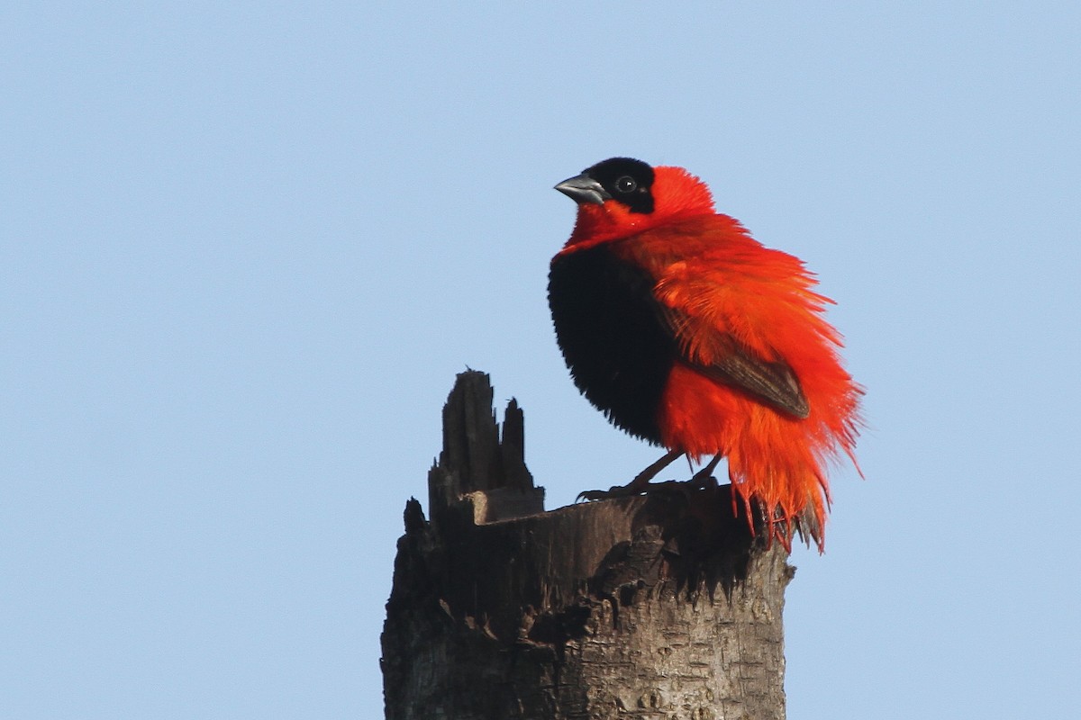 Northern Red Bishop - Stephen Gast