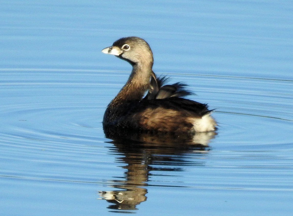 Pied-billed Grebe - Carolyn Longworth