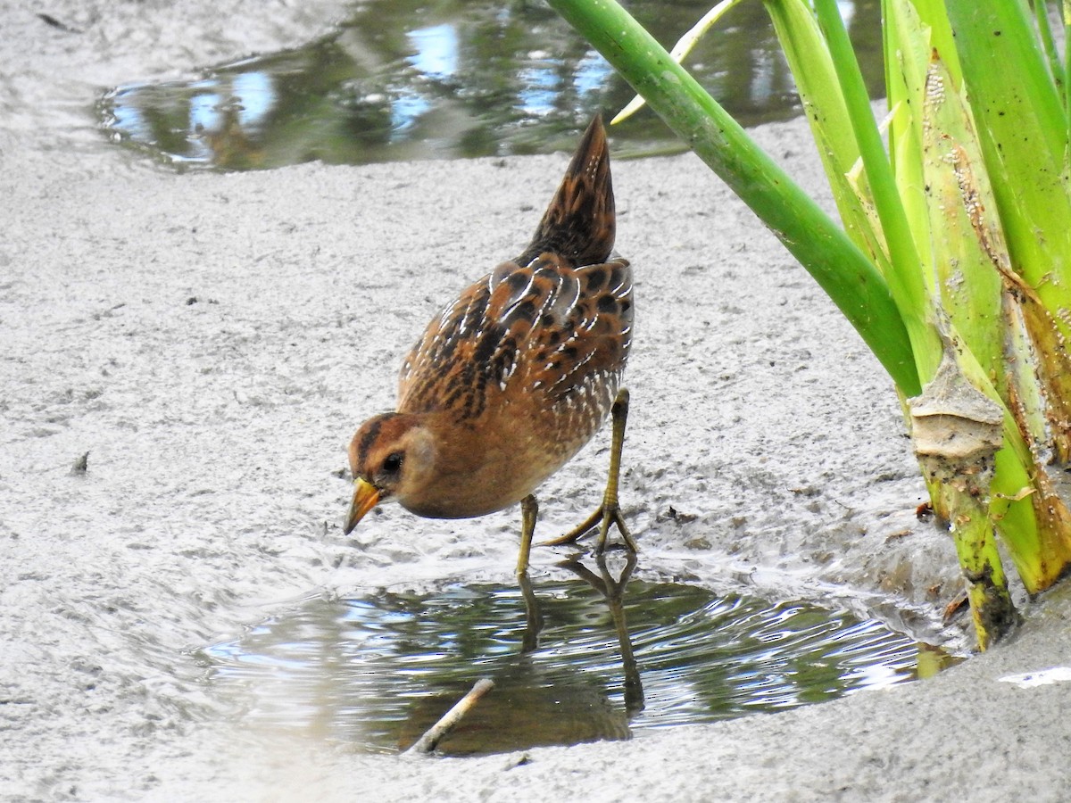 Polluela Sora - ML112382471