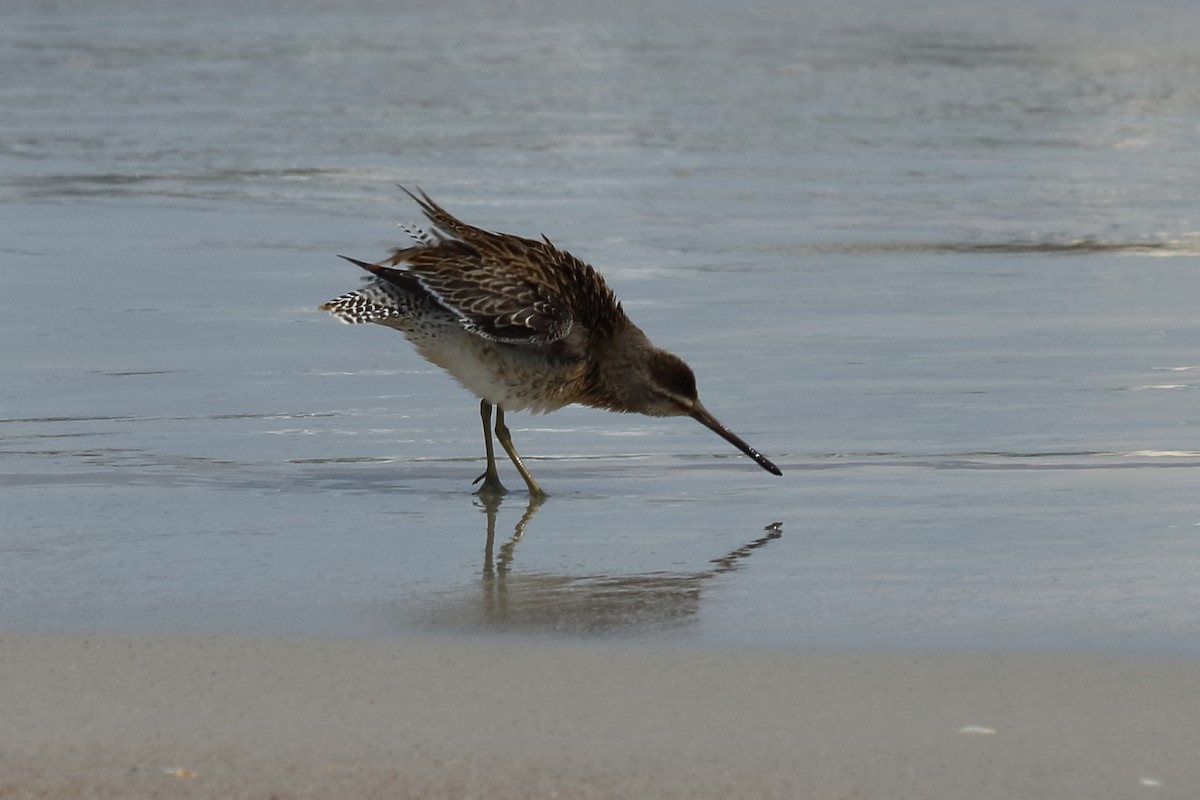 kortnebbekkasinsnipe - ML112383141