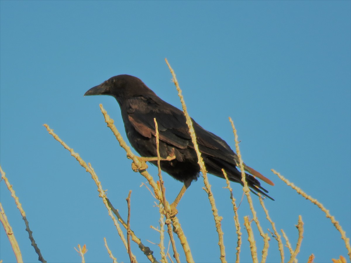 Chihuahuan Raven - ML112383551
