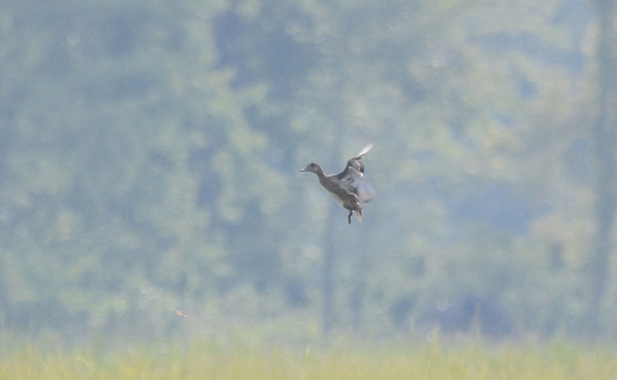 American Wigeon - ML112383861