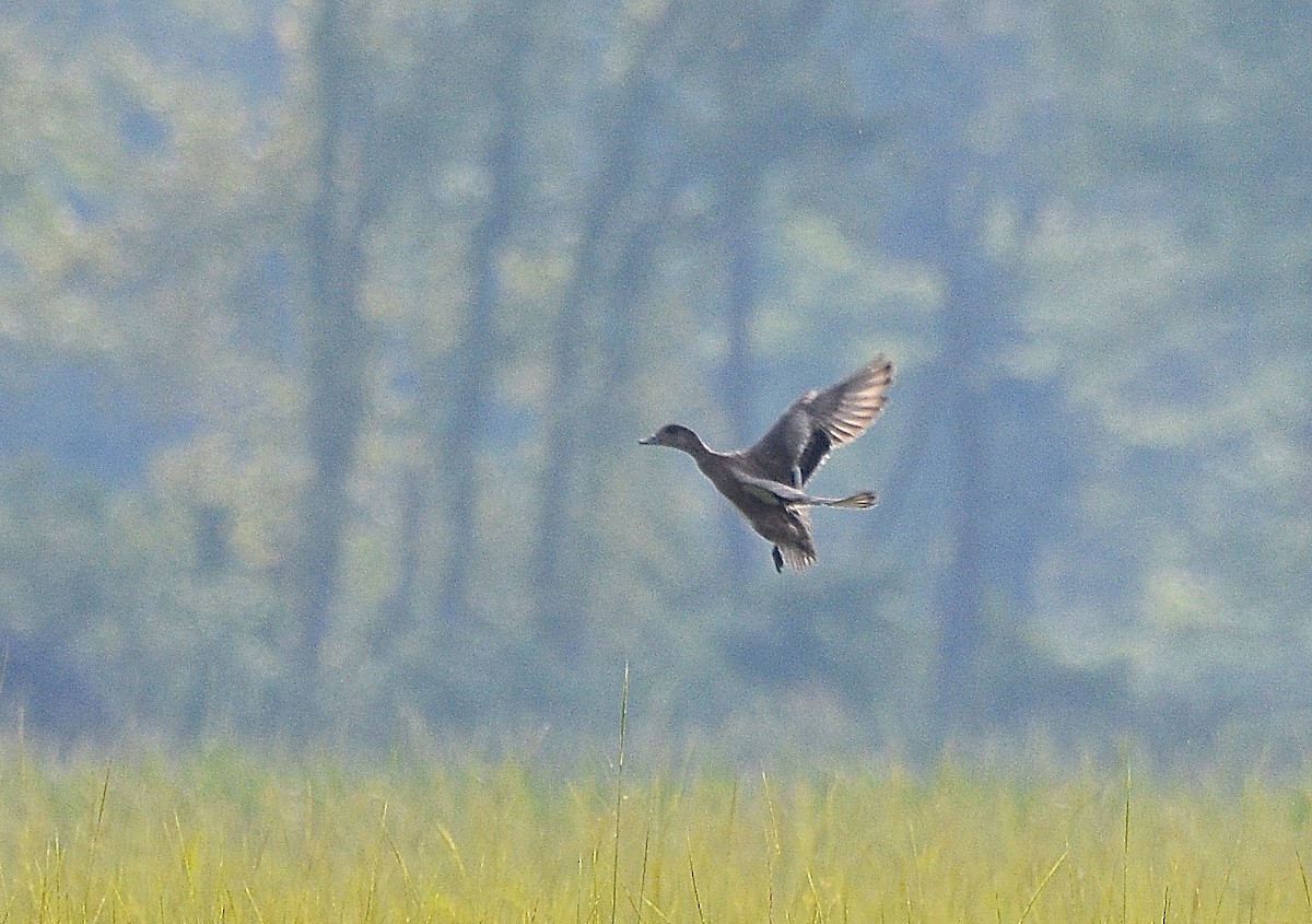 American Wigeon - Benoit Goyette