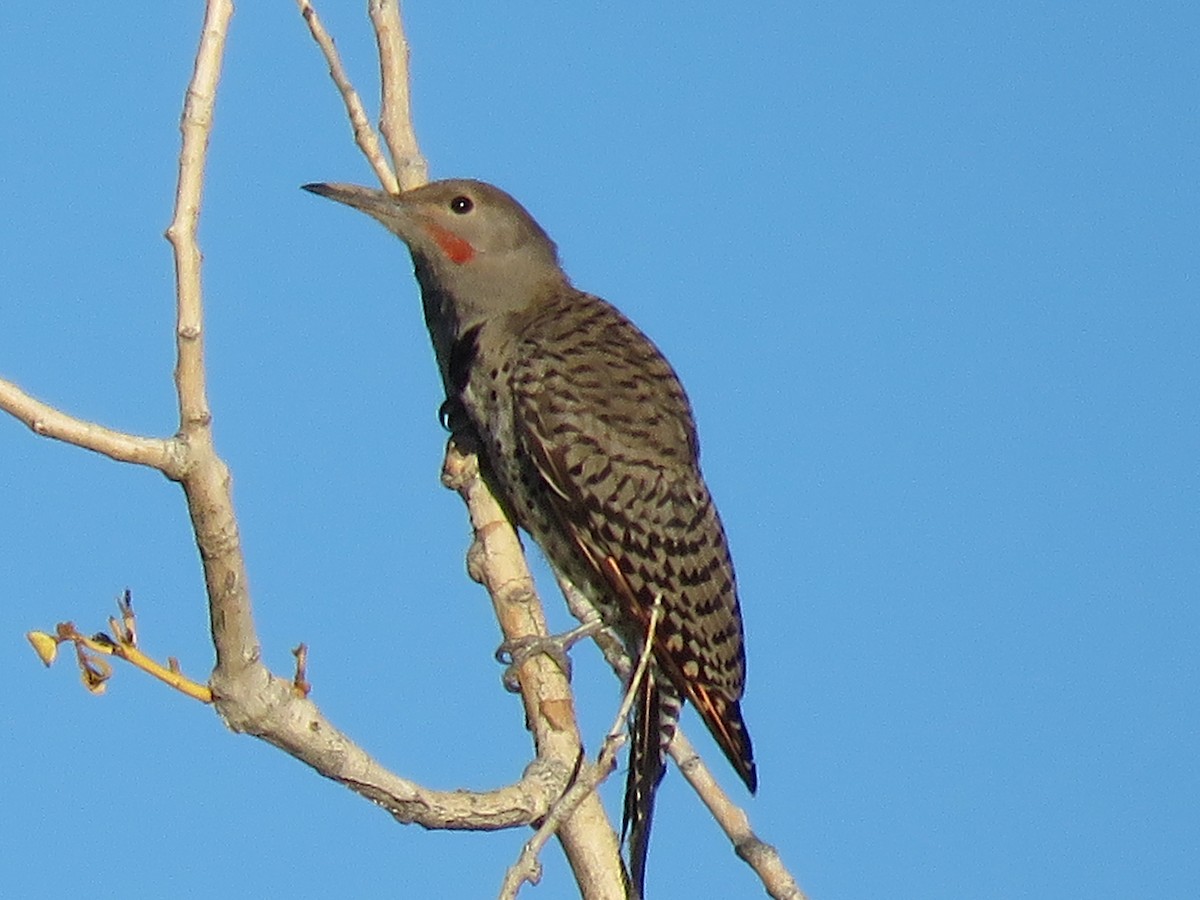 Northern Flicker (Red-shafted) - ML112384171