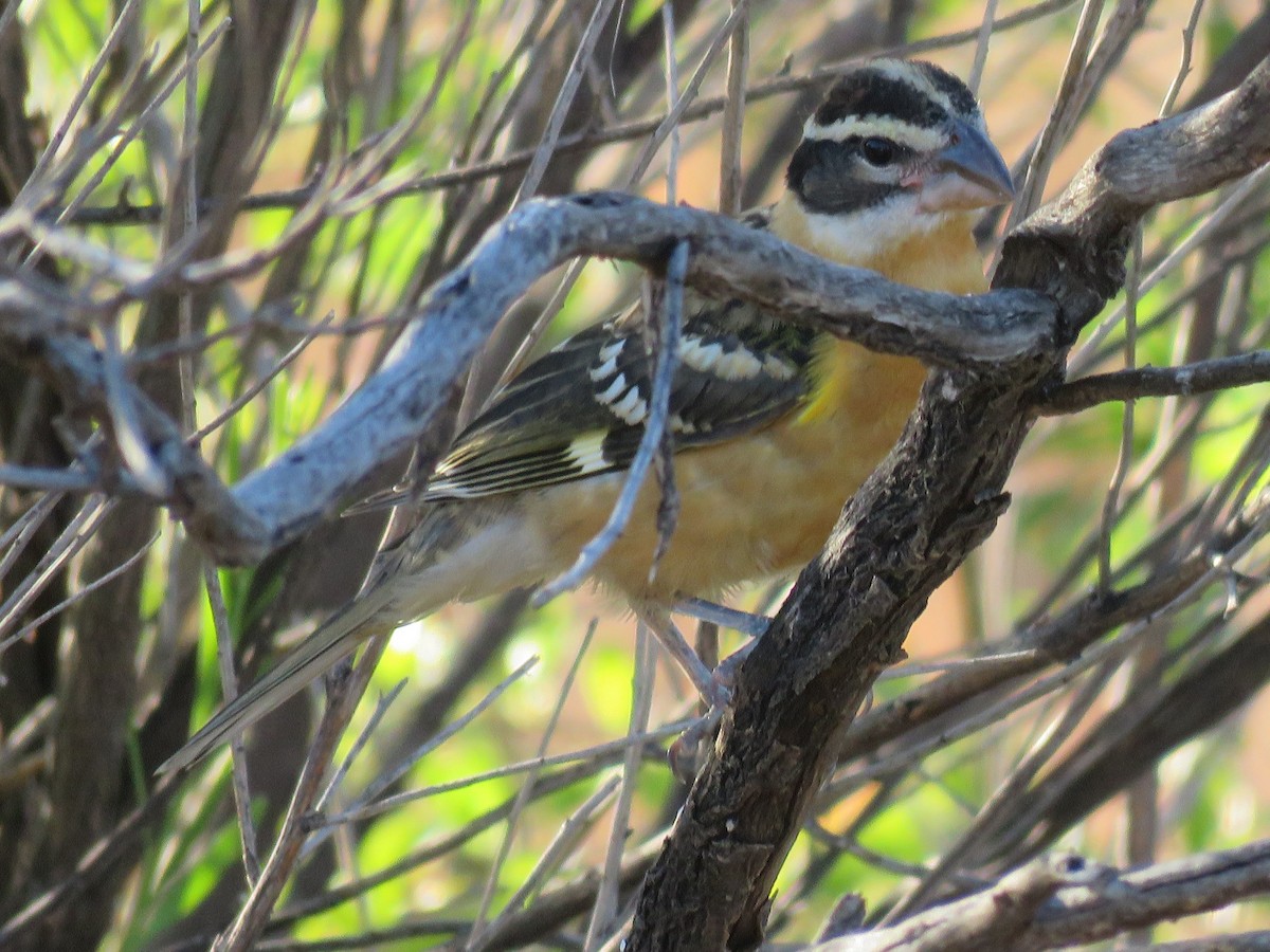 Black-headed Grosbeak - ML112384451