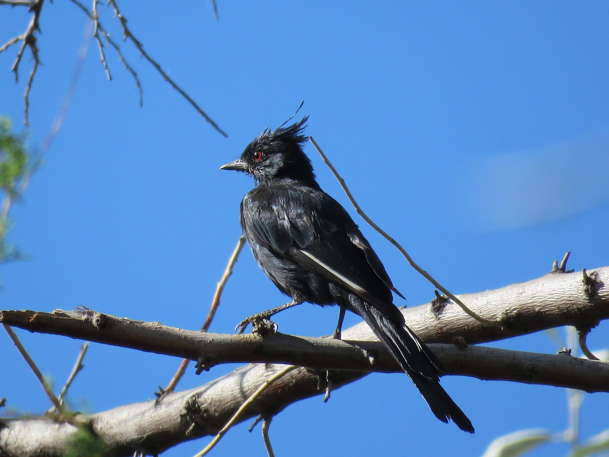 Capulinero Negro - ML112385421