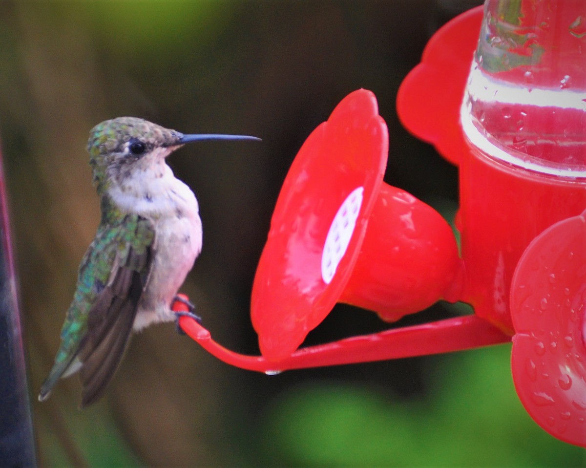 Ruby-throated Hummingbird - David Mroczkowski