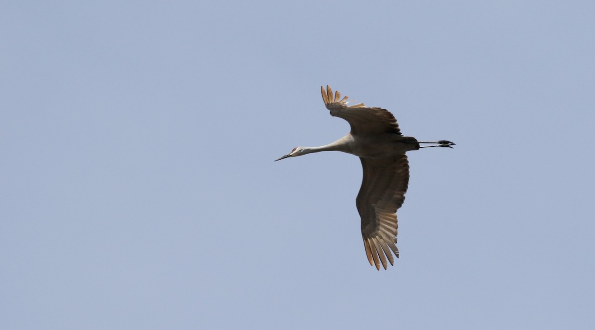 Sandhill Crane (tabida/rowani) - Jay McGowan