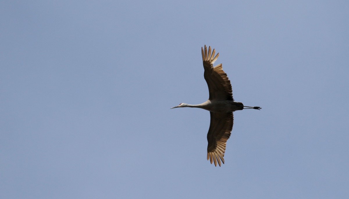 Sandhill Crane (tabida/rowani) - Jay McGowan