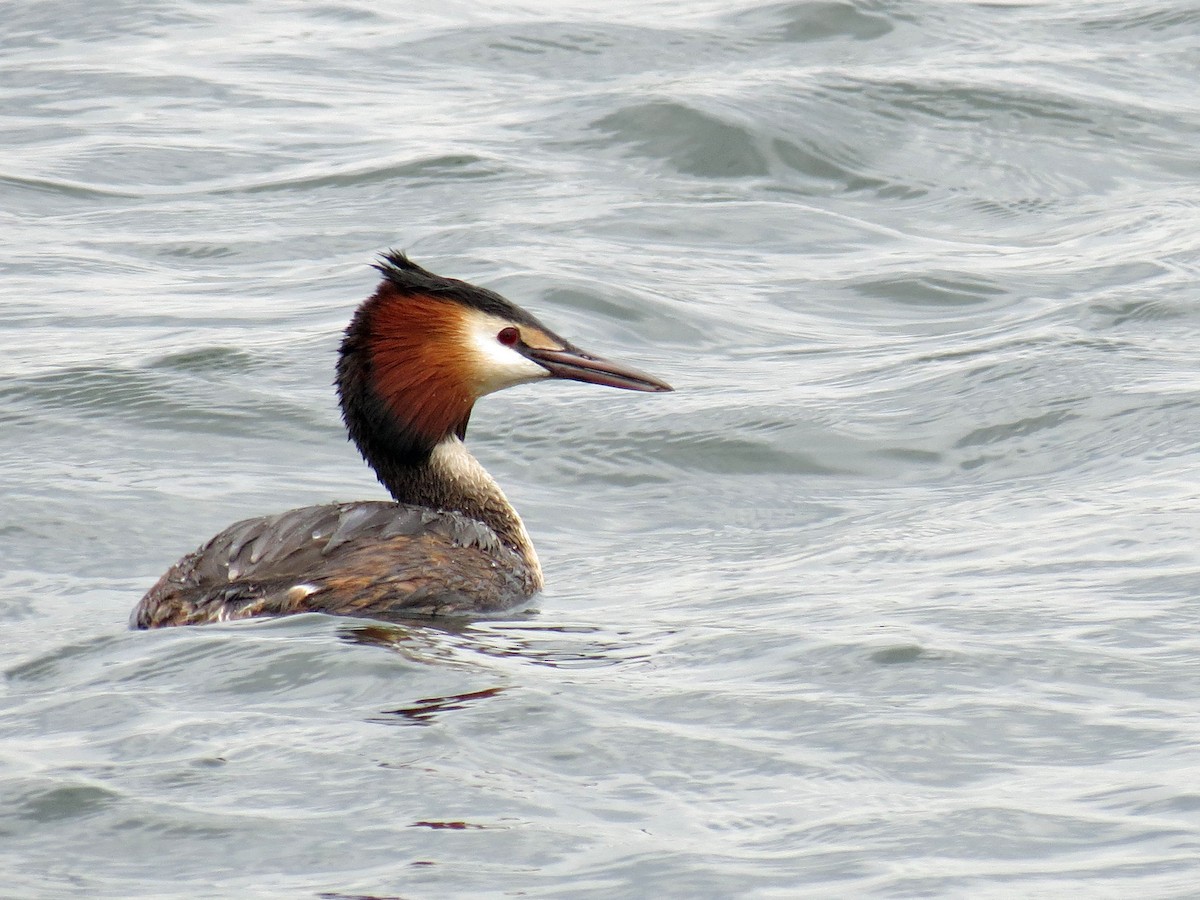 Great Crested Grebe - ML112389731