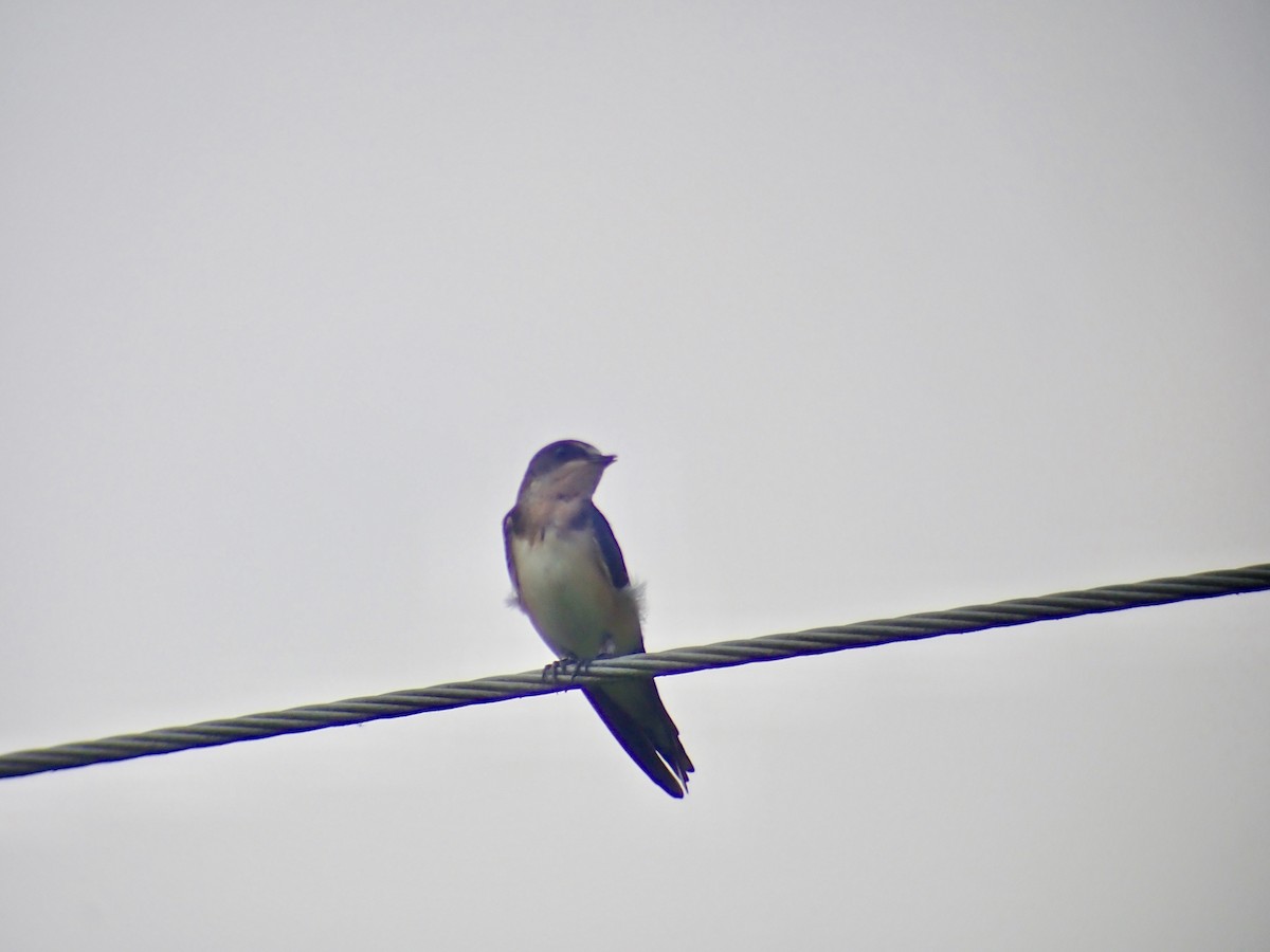 Barn Swallow - ML112389791