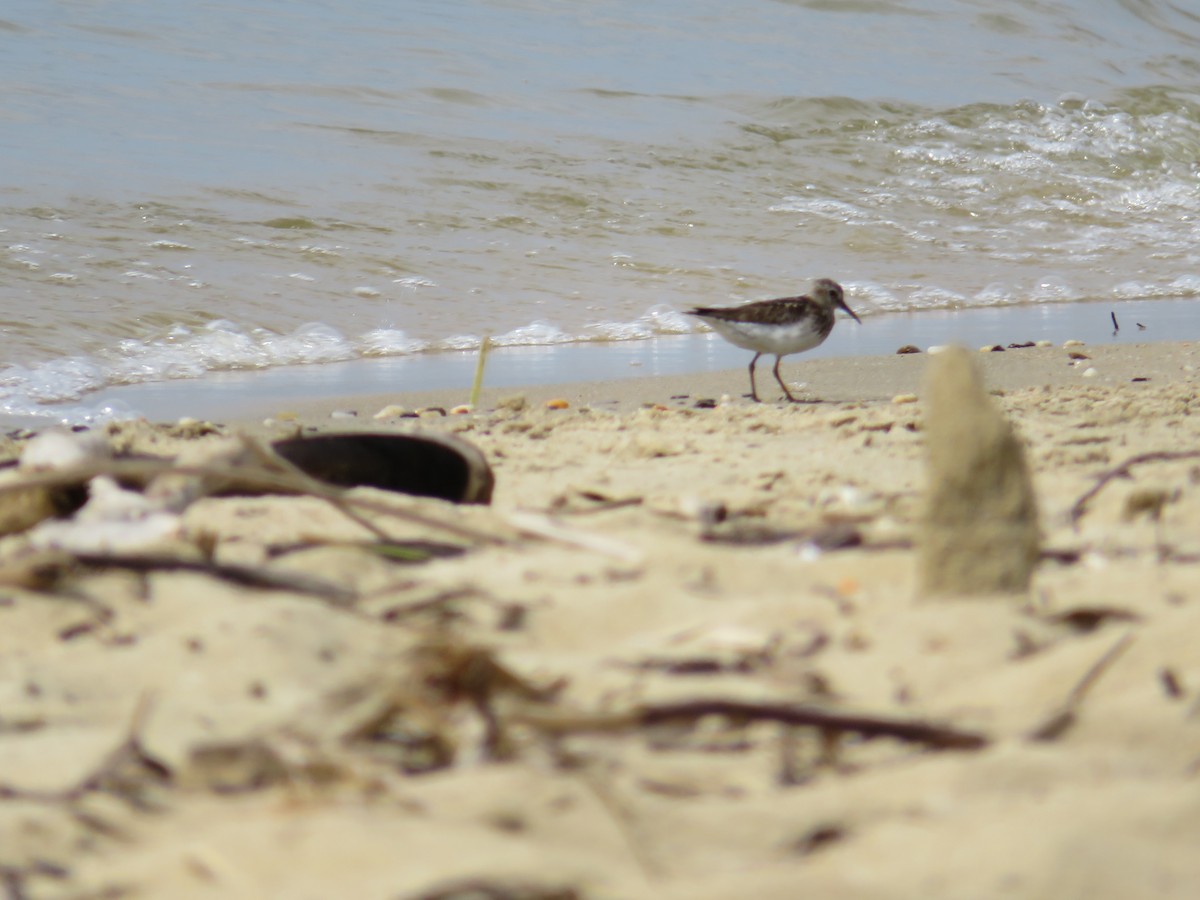 Sanderling - ML112389961