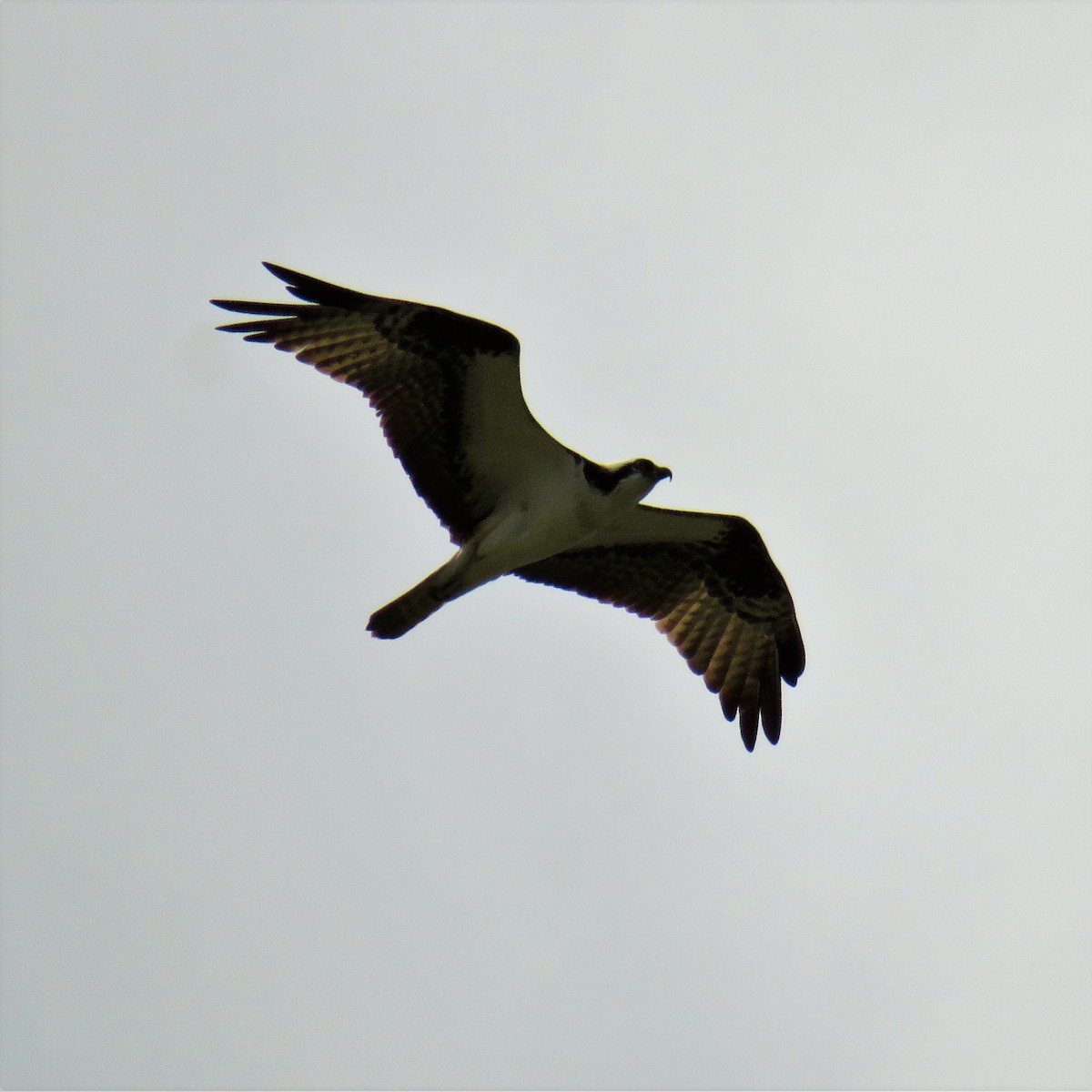 Osprey - ML112390061